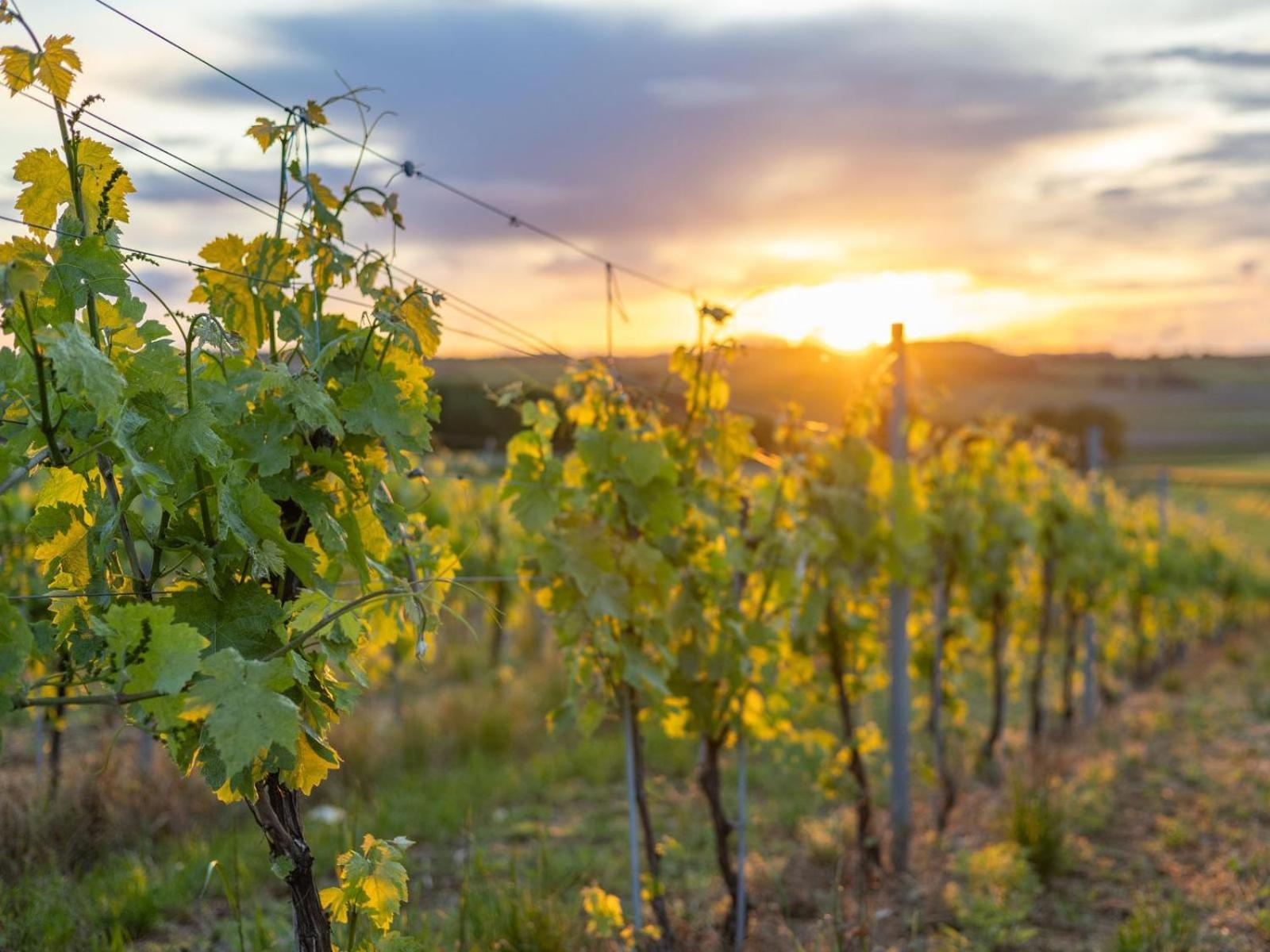 Paradis Des Vignes Birac  Oda fotoğraf