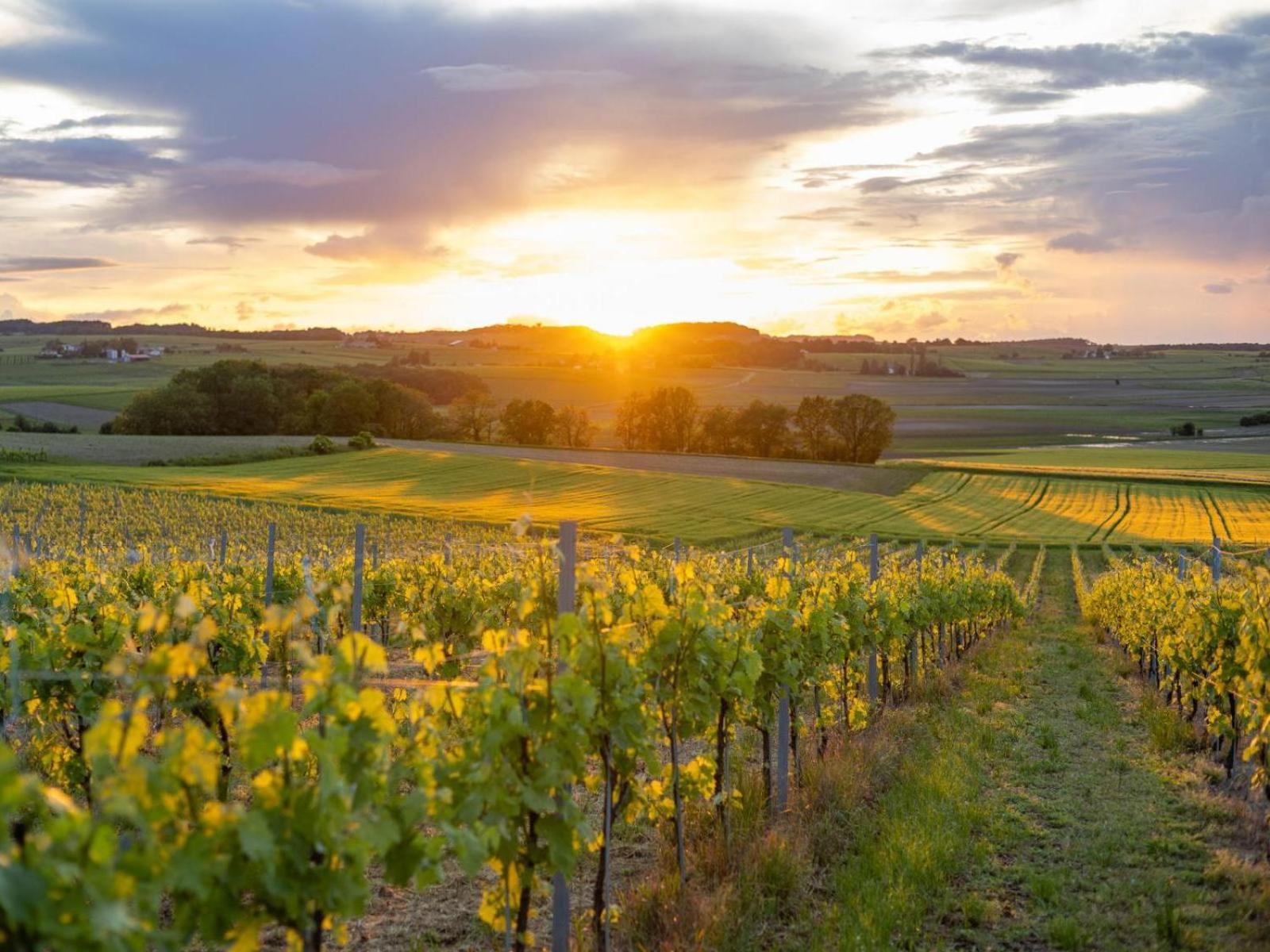 Paradis Des Vignes Birac  Oda fotoğraf